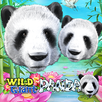 Wild Giant Panda
